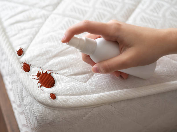 Best Spider Control Near Me  in Beaufort, NC