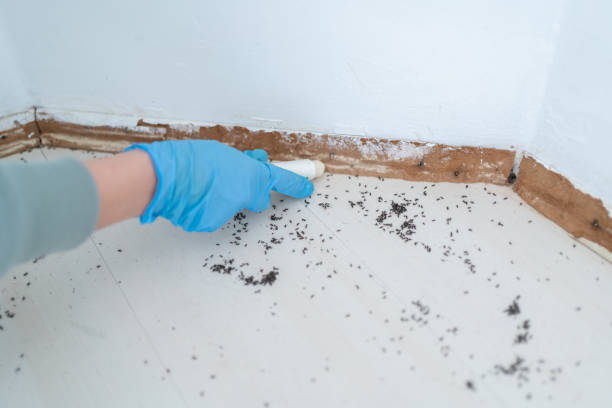 Reliable Beaufort, NC Pest Control Solutions